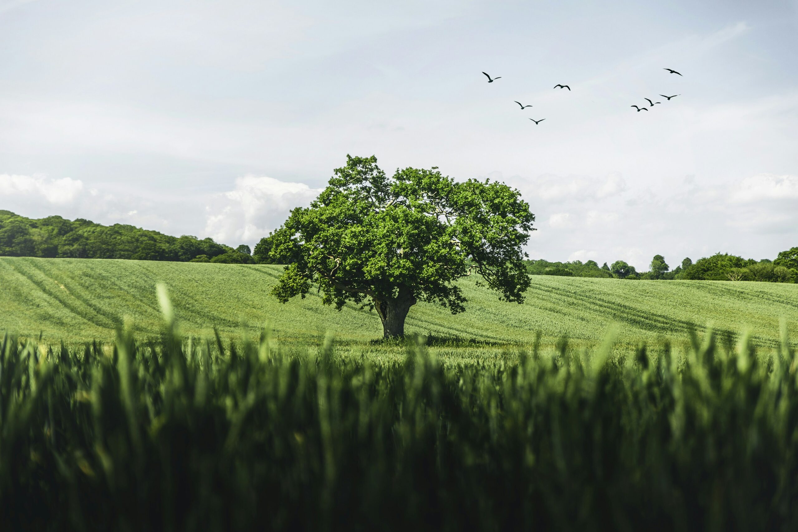 Natural Wonders Tree Service